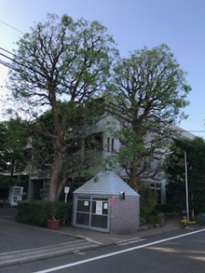 くすのき3IMG_6690